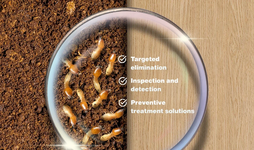 Stop termites before they cause serious damage from sepadugroup