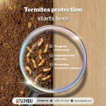 Stop termites before they cause serious damage from sepadugroup
