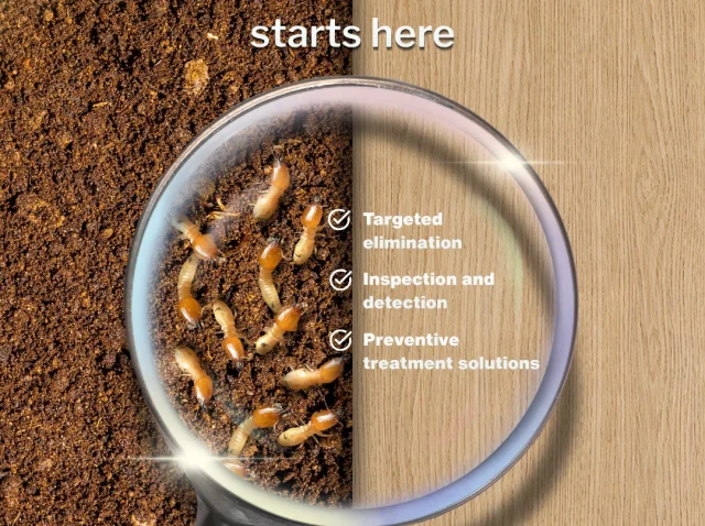 Stop termites before they cause serious damage from sepadugroup